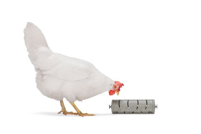 Snacksrulle för Höns Återvunnen plast