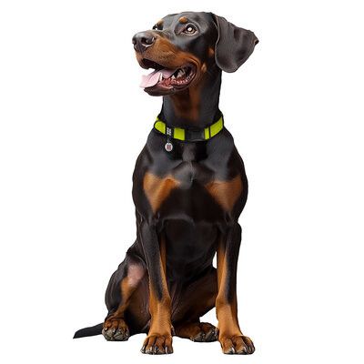 WAUDOG Waterproof Hundhalsband Magnetiskts lås Lemon