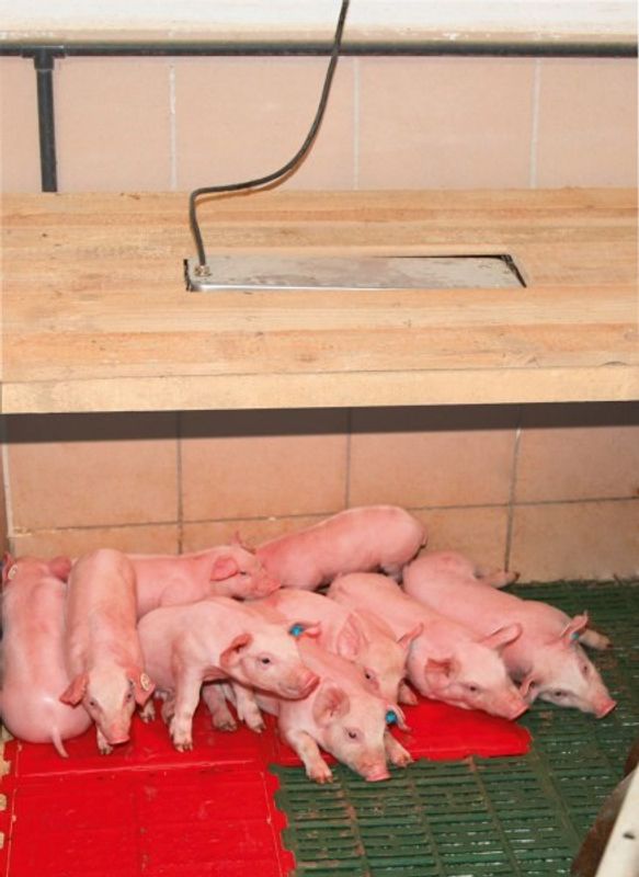 Infraröd Värmare SunnyBoy IPX7 Vattentät 230V