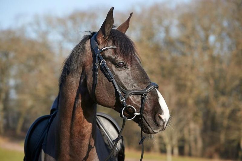 HG Level Träns utan tyglar Svart