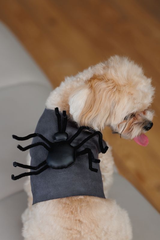 Spindelben till Hund