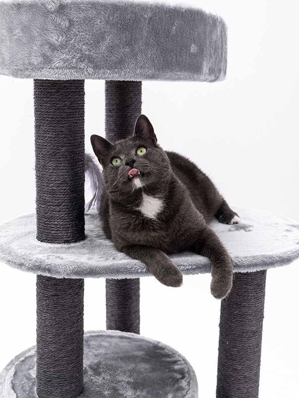 Klösträd Charlotte 134