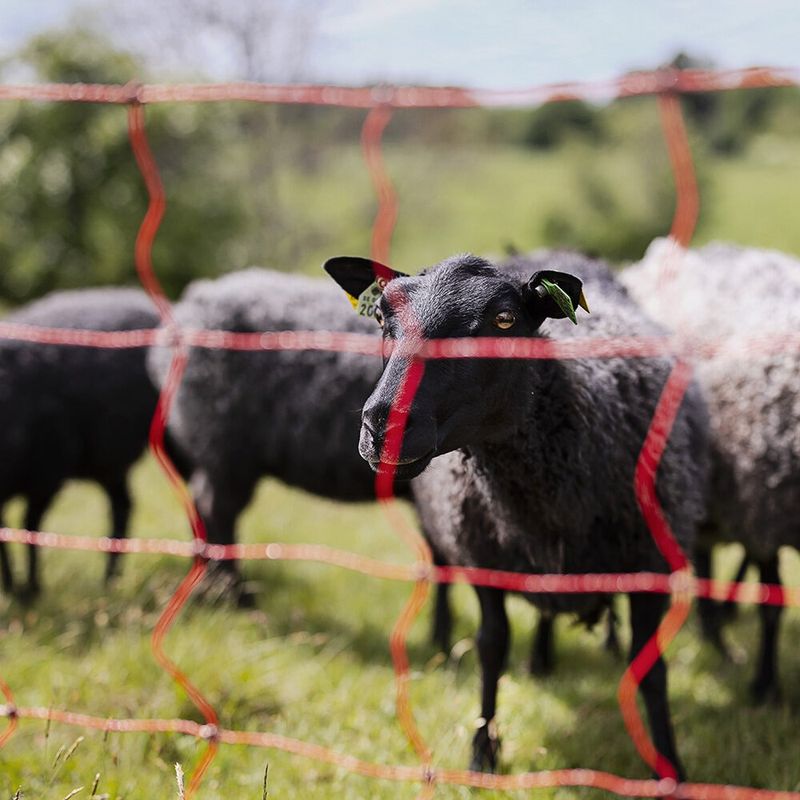 Elnät höns & smådjur 112 cm 50 m