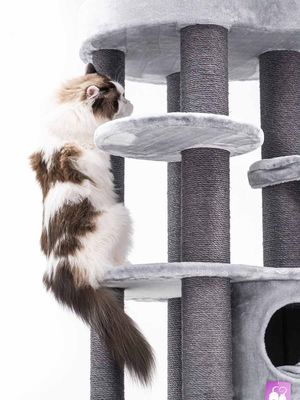 Klösträd Isabella 170