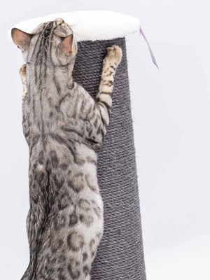 Klöspelare Savannah 86