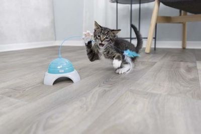 ov9ShMXMNf9HWGN1764327211