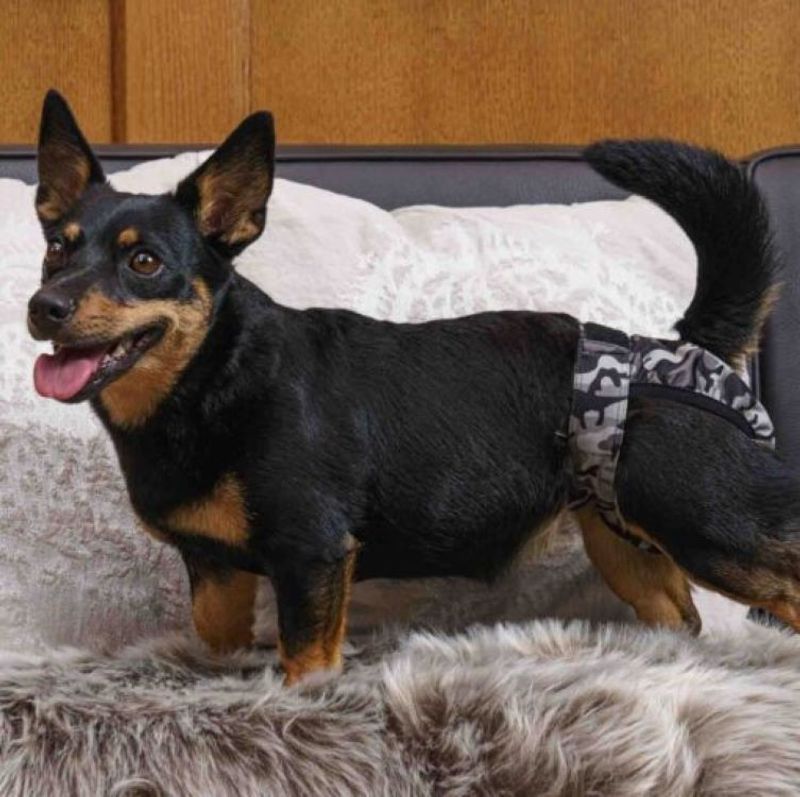 Tikskydd BRENDA Camo