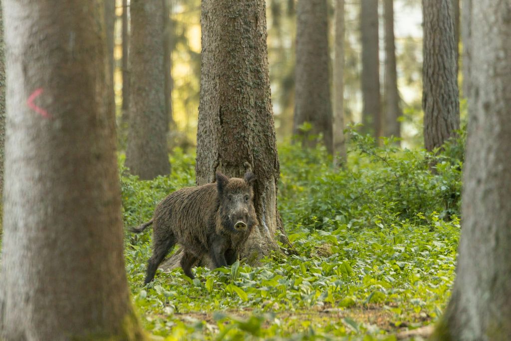 Elstängsel mot vildsvin – så planerar, bygger och väljer du rätt vildsvinsstängsel