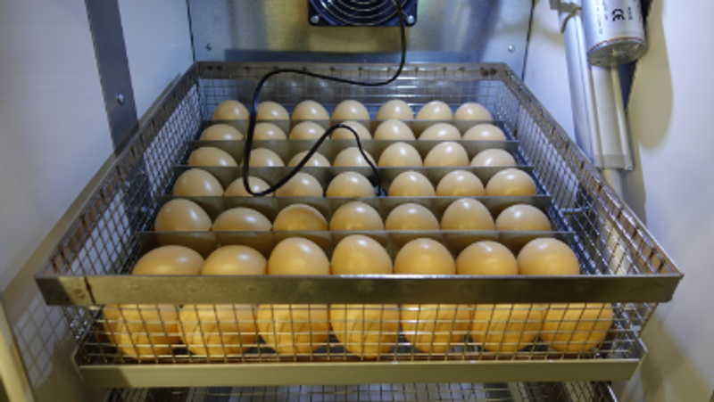 Äggkläckare RoboCipa 50 Automatisk Fukt & Temperaturkontroll