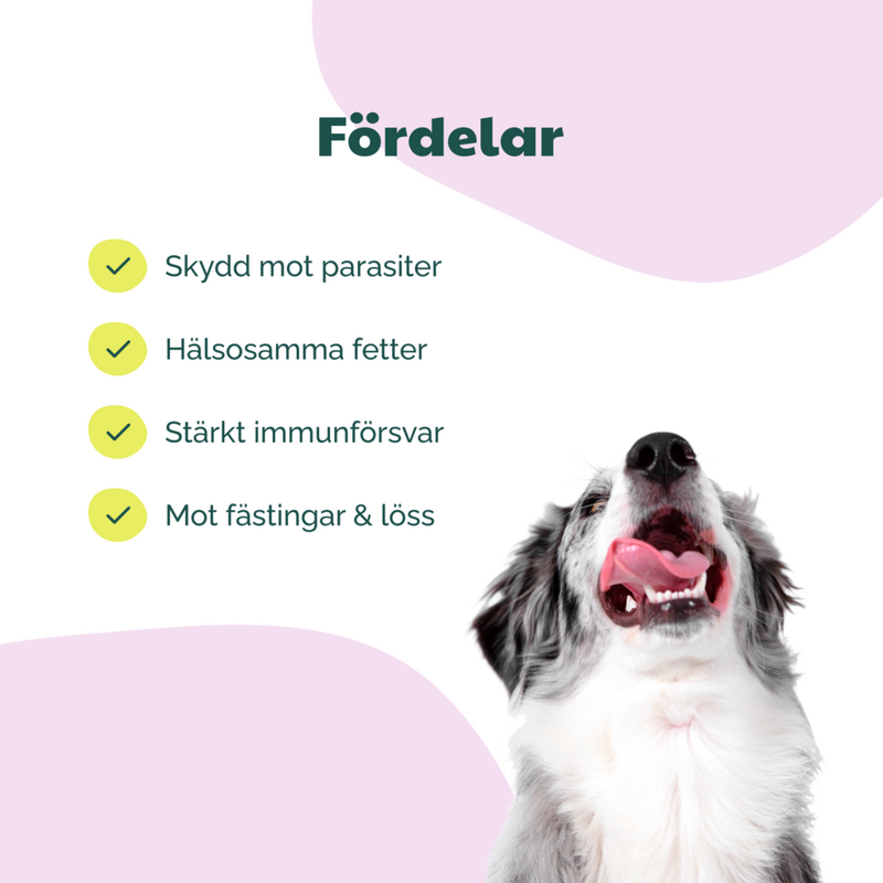 Buddy Tick & Flea Defence