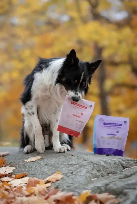 Buddy Freeze Dried Treats Singles Raw Chicken 100g