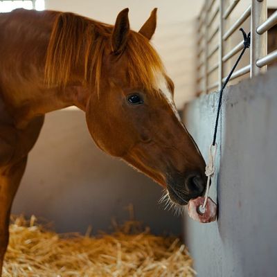 Biofarmab Saltsten Himalaya 1-2 kg