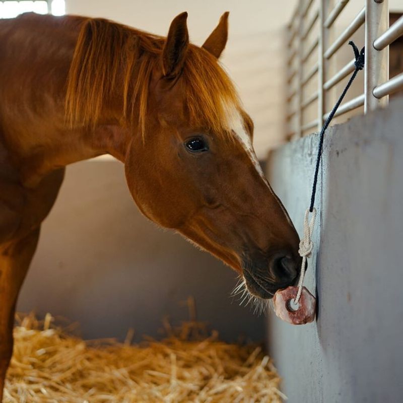 Biofarmab Saltsten Himalaya 1-2 kg