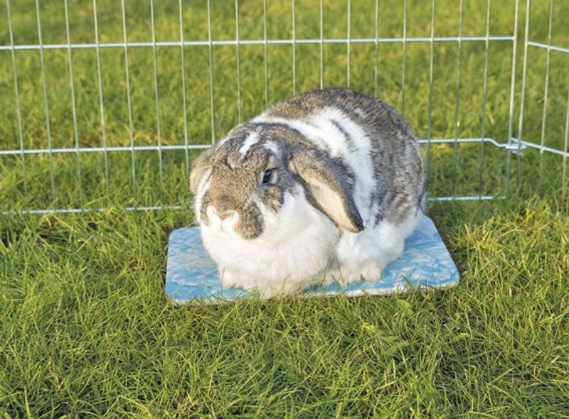 Kylplatta för kanin och marsvin 28 x 20 cm blå