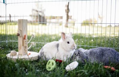 Matträd Smådjur Kognitiv Leksak 25 x 25 x 30cm