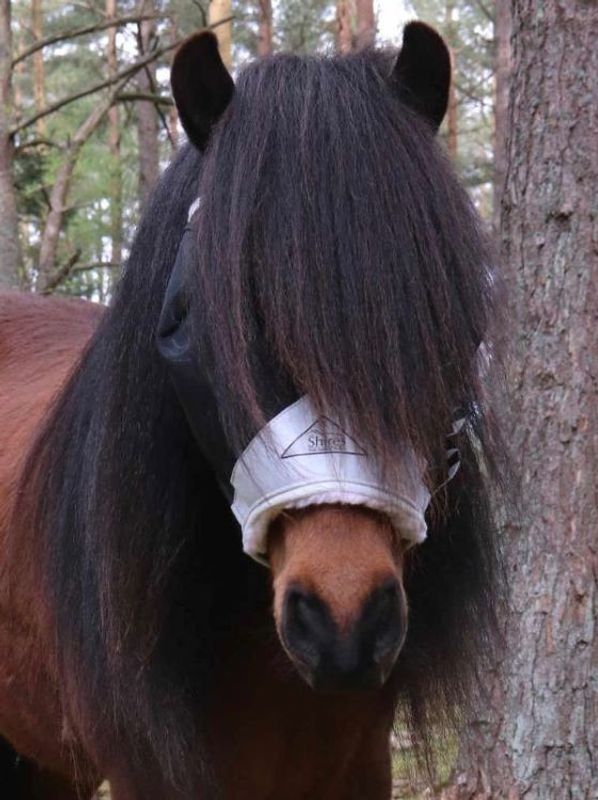 Shires Flughuva Utan Öron (Svart/Grå, Ponny)