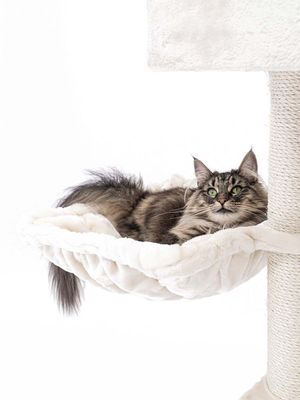 Klösträd Cleopatra 134