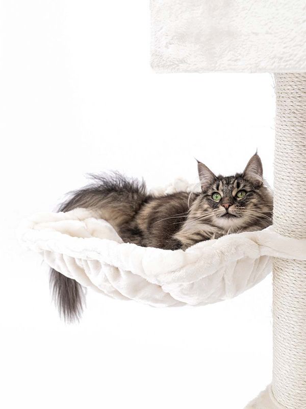 Klösträd Cleopatra 134