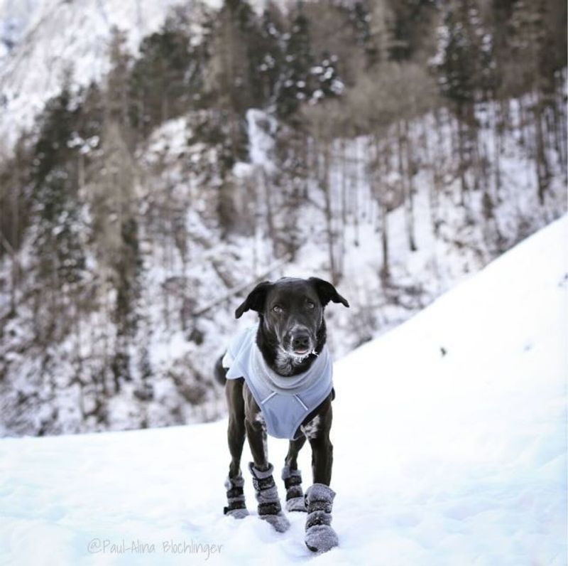 Finnero Hundsko HALLA