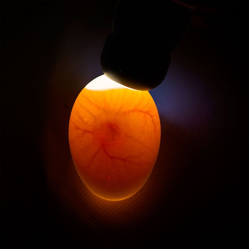 Olba Ägglampa Powerlux med LED och laddare