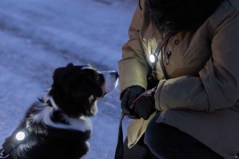 Flasher för hund, USB, ø 3 × 8 cm