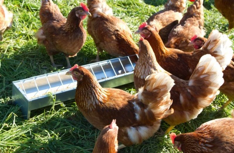 Fodertråg för Höns 75 x 10cm Galvad