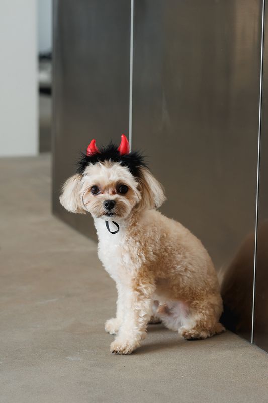 Djävulshorn till Hund Röd