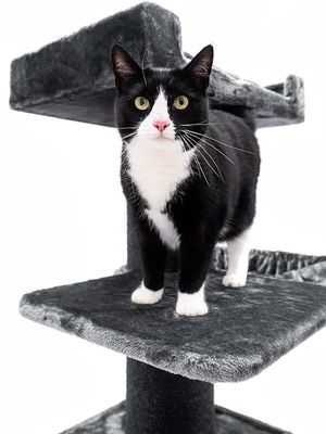 Klösträd Ragdoll 179