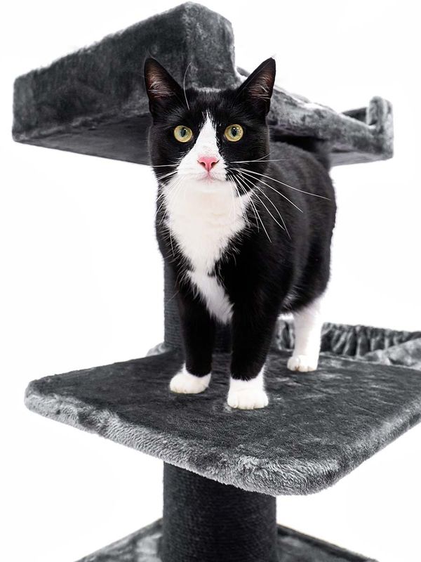 Klösträd Ragdoll 179