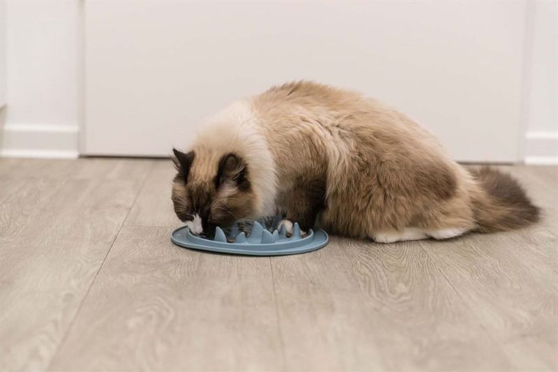 Slow Feed fodermatta, TPE, ø 24 cm