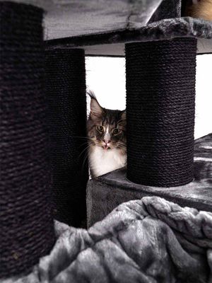 Klösträd Alley 200