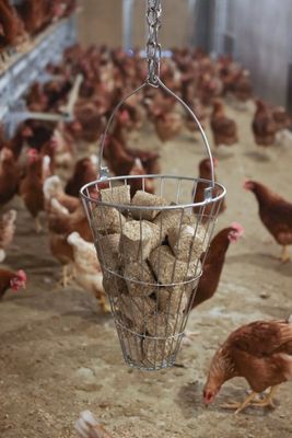 Dinkelvetesbriketter för Höns Aktivering & Pick