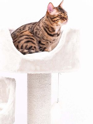 Klösträd Victoria 125