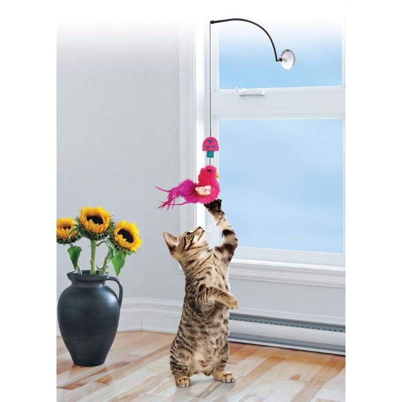 Kong Cat Connects Window Teaser