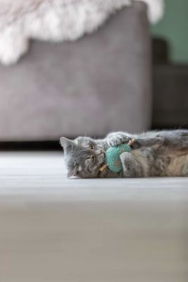 zjQCggvb8Z6XMyW1764327869