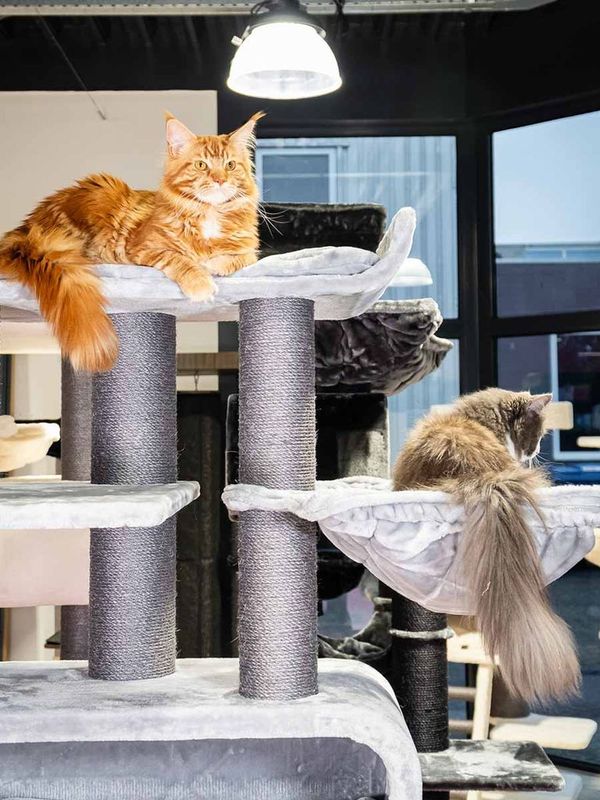 Klösträd Route 180