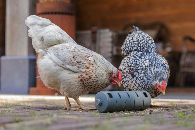 Snacksrulle för Höns Återvunnen plast