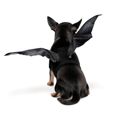 Fladdermusvingar till Hund