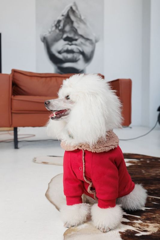 BuddyBoo Hundtröja Garcia