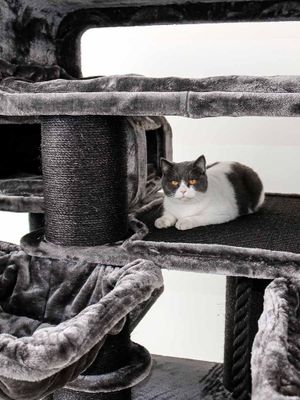 Klösträd Norwegian 200