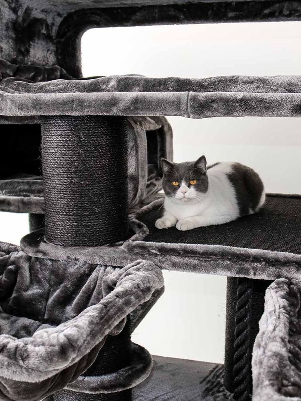 Klösträd Norwegian 200