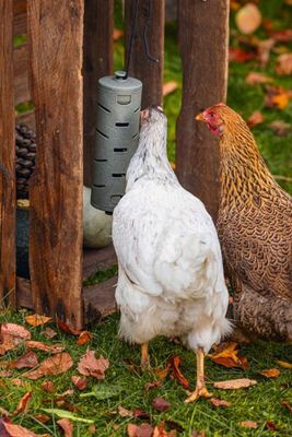 Snacksrulle för Höns Återvunnen plast