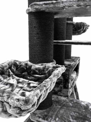 Klösträd Siberian 200