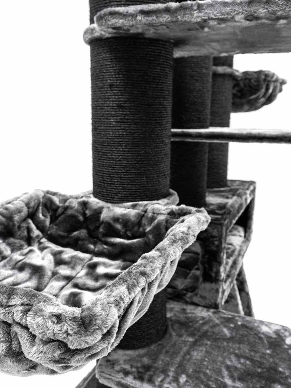 Klösträd Siberian 200