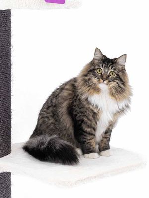 Klösträd Maine Coon 117 Off White