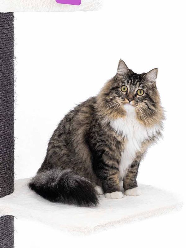 Klösträd Maine Coon 117 Off White