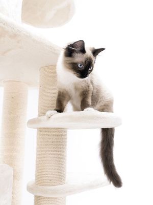 Klösträd Isabella 210