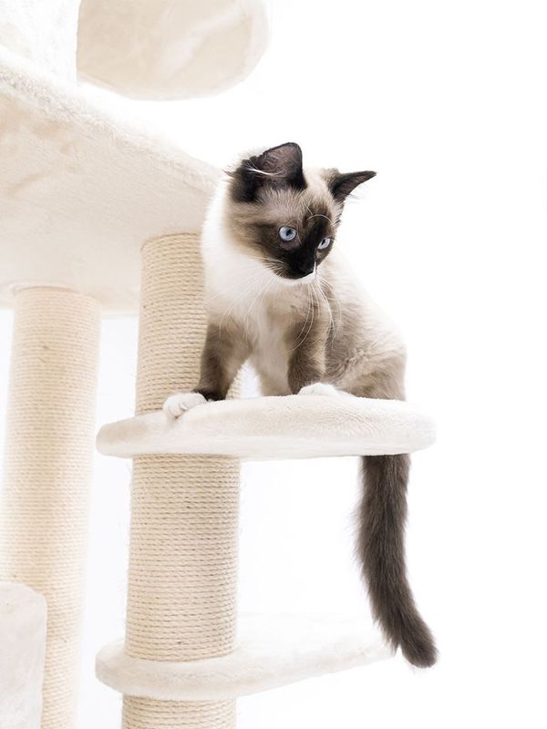 Klösträd Isabella 210