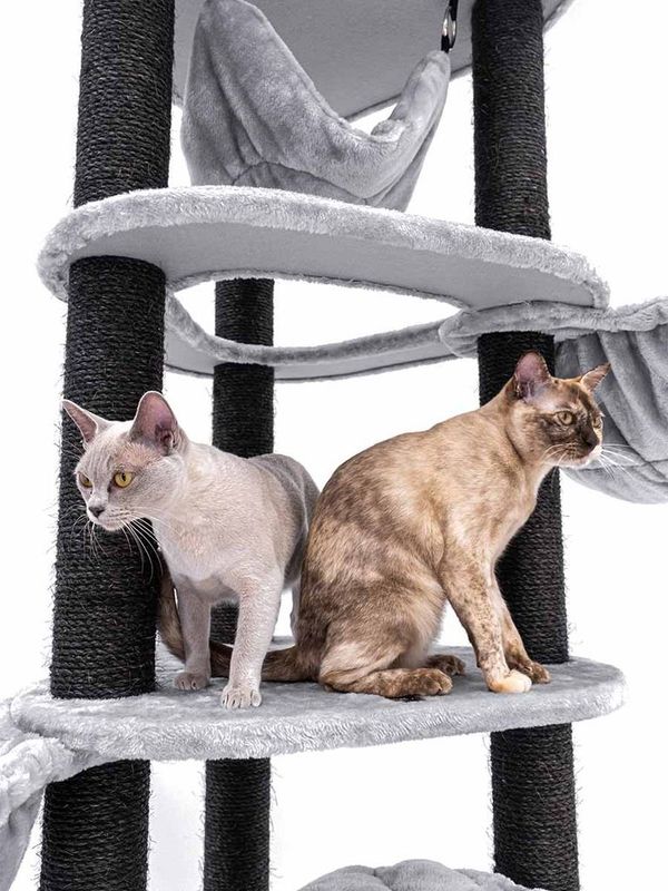 Klösträd Catharina 160