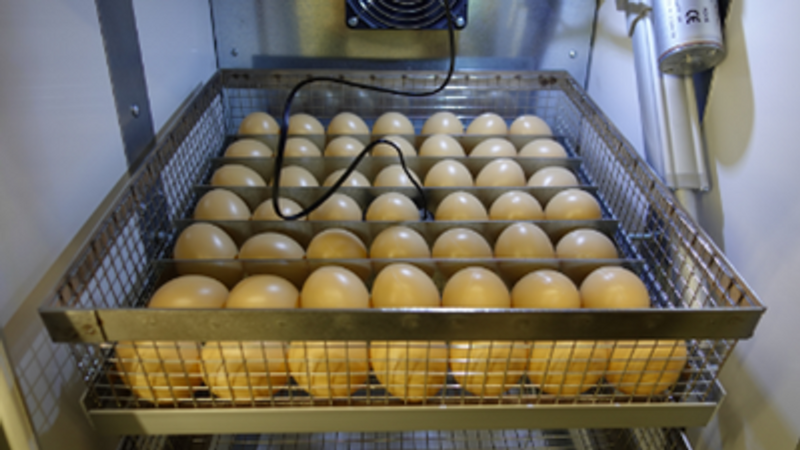 Äggavdelare för äggkorg RoboCipa